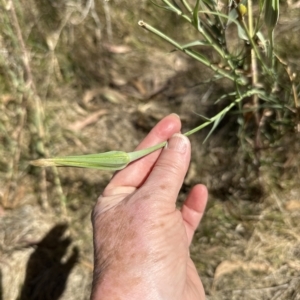 Tragopogon dubius at Cook, ACT - 17 Mar 2023 02:37 PM