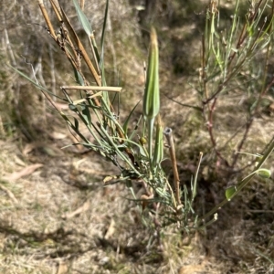 Tragopogon dubius at Cook, ACT - 17 Mar 2023 02:37 PM