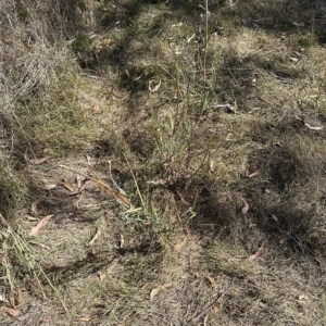 Tragopogon dubius at Cook, ACT - 17 Mar 2023 02:37 PM