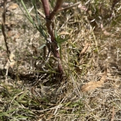 Tragopogon dubius at Cook, ACT - 17 Mar 2023 02:37 PM