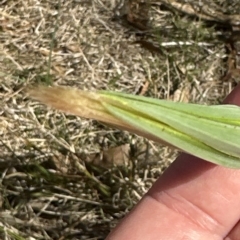 Tragopogon dubius at Cook, ACT - 17 Mar 2023 02:37 PM