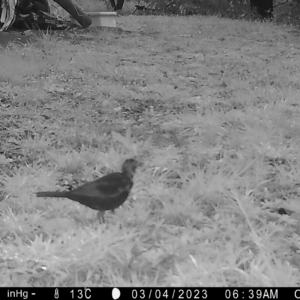 Turdus merula at Mongarlowe, NSW - suppressed