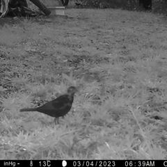 Turdus merula at Mongarlowe, NSW - suppressed