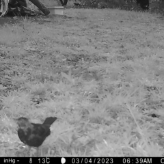 Turdus merula at Mongarlowe, NSW - suppressed