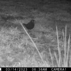 Turdus merula at Mongarlowe, NSW - suppressed