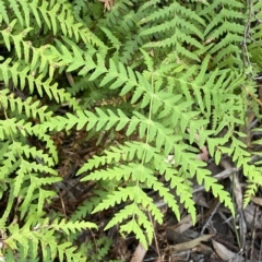 Histiopteris incisa (Bat's-Wing Fern) at Budawang, NSW - 12 Mar 2023 by Ned_Johnston