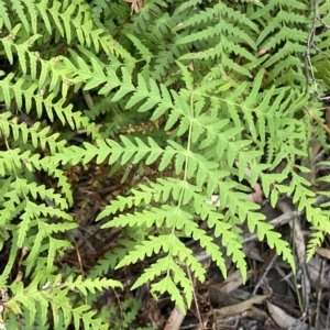 Histiopteris incisa at Budawang, NSW - suppressed