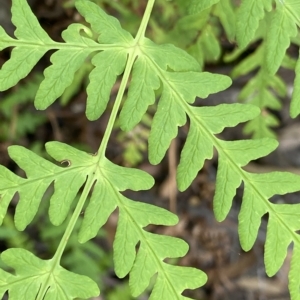 Histiopteris incisa at Budawang, NSW - suppressed