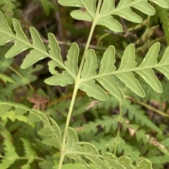 Histiopteris incisa at Budawang, NSW - suppressed