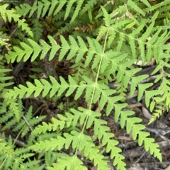 Histiopteris incisa at Budawang, NSW - suppressed