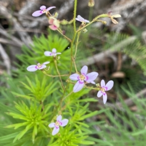 Stylidium laricifolium at Budawang, NSW - 12 Mar 2023 11:46 AM