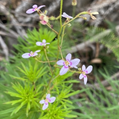 Stylidium laricifolium (Giant Triggerplant, Tree Triggerplant) at Budawang, NSW - 12 Mar 2023 by Ned_Johnston