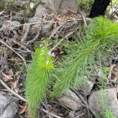 Stylidium laricifolium at Budawang, NSW - 12 Mar 2023 11:46 AM