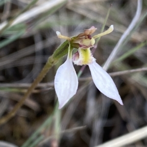 Eriochilus cucullatus at Mongarlowe, NSW - 12 Mar 2023