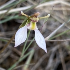 Eriochilus cucullatus at Mongarlowe, NSW - suppressed