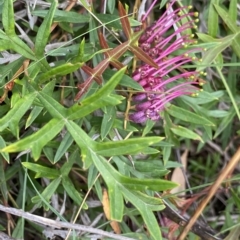 Grevillea sp. (Grevillea) at Mongarlowe, NSW - 12 Mar 2023 by NedJohnston