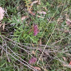 Grevillea sp. at Mongarlowe, NSW - 12 Mar 2023 01:05 PM