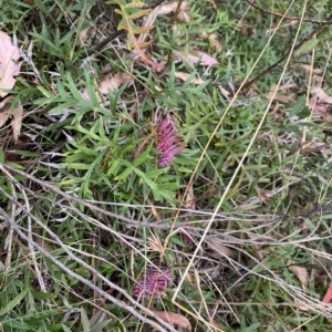 Grevillea sp. at Mongarlowe, NSW - 12 Mar 2023 01:05 PM