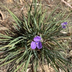 Patersonia sericea var. sericea (Silky Purple-flag) at Mongarlowe River - 12 Mar 2023 by Ned_Johnston