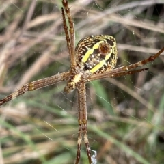 Argiope sp. (genus) (A St. Andrew's cross spider) at Mongarlowe, NSW - 12 Mar 2023 by NedJohnston