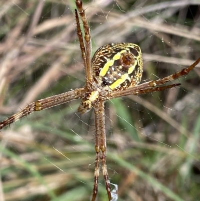 Argiope sp. (genus) (A St. Andrew's cross spider) at Mongarlowe, NSW - 12 Mar 2023 by NedJohnston