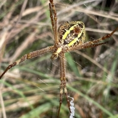 Argiope sp. (genus) at Mongarlowe, NSW - 12 Mar 2023