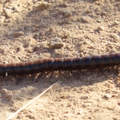 Paradoxosomatidae sp. (family) (Millipede) at Googong, NSW - 17 Mar 2023 by SandraH