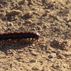 Paradoxosomatidae sp. (family) at Googong, NSW - 17 Mar 2023