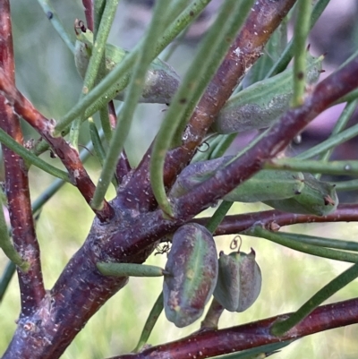 Hakea microcarpa (Small-fruit Hakea) at Tinderry, NSW - 14 Mar 2023 by JaneR