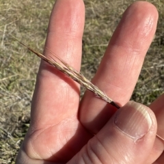 Bothriochloa macra (Red Grass, Red-leg Grass) at Molonglo Valley, ACT - 17 Mar 2023 by lbradley