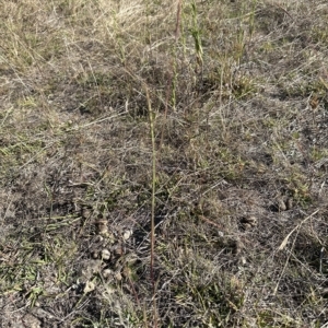 Bothriochloa macra at Aranda, ACT - 17 Mar 2023