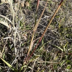 Bothriochloa macra at Aranda, ACT - 17 Mar 2023 04:12 PM