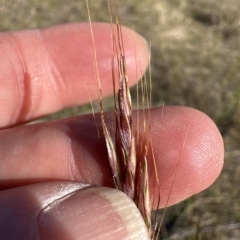 Bothriochloa macra at Aranda, ACT - 17 Mar 2023 04:12 PM