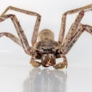 Isopeda sp. (genus) at Jerrabomberra, NSW - suppressed