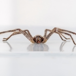 Isopeda sp. (genus) at Jerrabomberra, NSW - suppressed