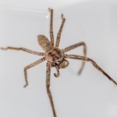 Isopeda sp. (genus) at Jerrabomberra, NSW - suppressed