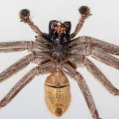 Isopeda sp. (genus) at Jerrabomberra, NSW - suppressed