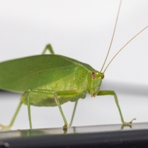 Caedicia simplex at Jerrabomberra, NSW - 12 Mar 2023