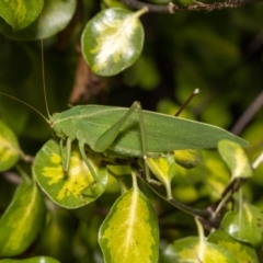 Caedicia simplex at Jerrabomberra, NSW - suppressed