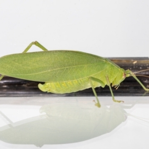 Caedicia simplex at Jerrabomberra, NSW - 12 Mar 2023