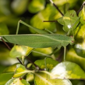 Caedicia simplex at Jerrabomberra, NSW - 12 Mar 2023