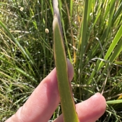 Typha orientalis (Broad-leaved Cumbumgi) at Yarralumla, ACT - 17 Mar 2023 by lbradley