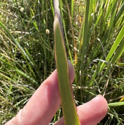 Typha orientalis (Broad-leaved Cumbumgi) at Aranda Bushland - 17 Mar 2023 by lbradley