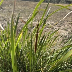 Typha orientalis at Yarralumla, ACT - 17 Mar 2023 04:20 PM