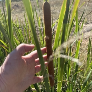 Typha orientalis at Yarralumla, ACT - 17 Mar 2023 04:20 PM