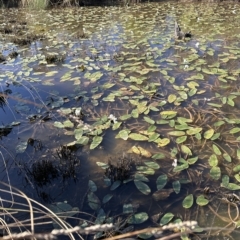 Ottelia ovalifolia (Swamp Lily) at Aranda Bushland - 17 Mar 2023 by lbradley
