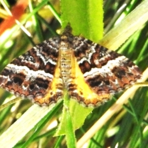 Chrysolarentia vicissata at Cotter River, ACT - 16 Mar 2023 11:05 AM