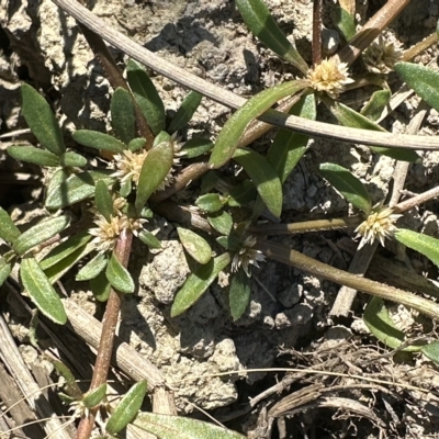 Alternanthera denticulata (Lesser Joyweed) at Molonglo Valley, ACT - 17 Mar 2023 by lbradley