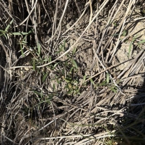 Alternanthera denticulata at Aranda, ACT - 17 Mar 2023