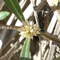 Alternanthera denticulata at Aranda, ACT - 17 Mar 2023